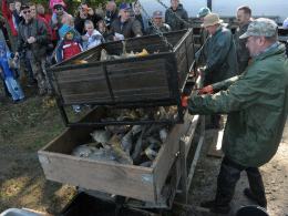 W Krogulnej trwa 4. Święto Karpia Opolskiego