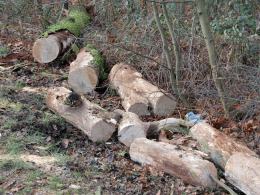 Konar drzewa spadł na autobus, jedna osoba jest ranna