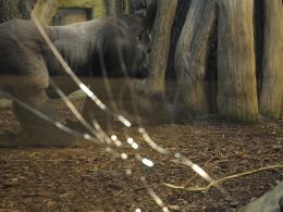 Goryl Diego rozbił szybę. Sprowokowali go odwiedzający ZOO.