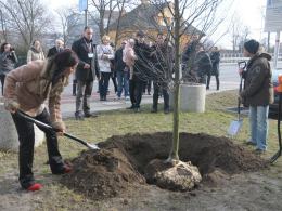 W Opolu zasadzono Drzewo Pamięci Żołnierzy Wyklętych
