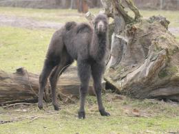 Wielbłąd przyszedł na świat w opolskim zoo