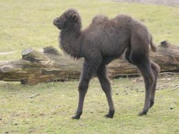 Wielbłąd przyszedł na świat w opolskim zoo