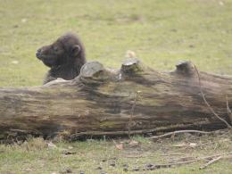 Wielbłąd przyszedł na świat w opolskim zoo