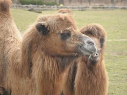 Wielbłąd przyszedł na świat w opolskim zoo