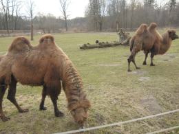 Wielbłąd przyszedł na świat w opolskim zoo