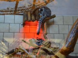 Kolejny malutki lemur w opolskim zoo