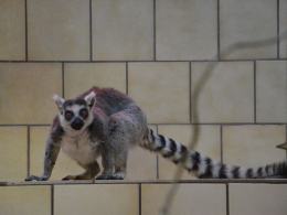 Kolejny malutki lemur w opolskim zoo