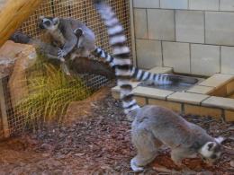 Kolejny malutki lemur w opolskim zoo