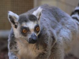 Kolejny malutki lemur w opolskim zoo