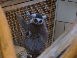 Kolejny malutki lemur w opolskim zoo