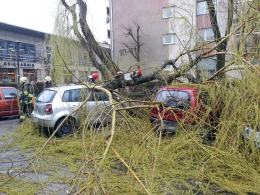 Silny wiatr przewraca drzewa na Opolszczyźnie