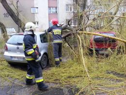 Silny wiatr przewraca drzewa na Opolszczyźnie