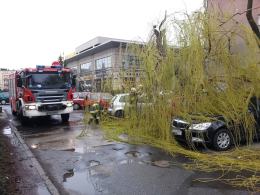 Silny wiatr przewraca drzewa na Opolszczyźnie