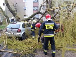 Silny wiatr przewraca drzewa na Opolszczyźnie