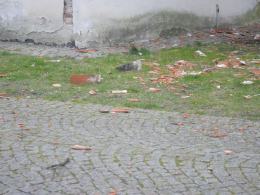 Wiatr uszkodził dach zamku w Brzegu. Eksponaty są bezpieczne.