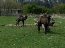 W opolskim zoo przyszła na świat wielbłądzica
