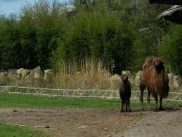 W opolskim zoo przyszła na świat wielbłądzica