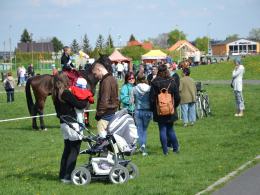 Trwa Piknik Kawaleryjski w parku na osiedlu AK