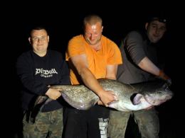 Sum gigant wyłowiony z Odry. Mierzy 167 cm!