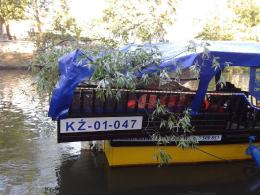 Wielki konar lipy runął tuż koło statku na Młynówce