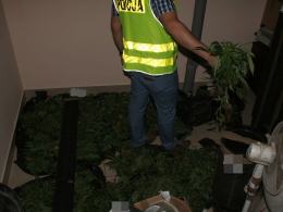 Policja zlikwidowała profesjonalną plantację konopi