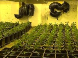 Policja zlikwidowała profesjonalną plantację konopi