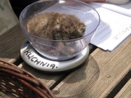 Koty manule i lemur urodziły się w opolskim zoo
