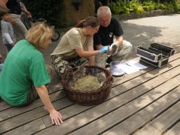 Koty manule i lemur urodziły się w opolskim zoo