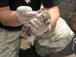Koty manule i lemur urodziły się w opolskim zoo