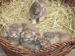 Koty manule i lemur urodziły się w opolskim zoo