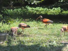 Ptaki z Ameryki Południowej kolejną atrakcją zoo