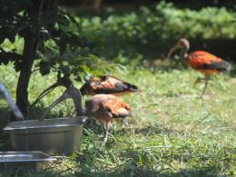 Ptaki z Ameryki Południowej kolejną atrakcją zoo
