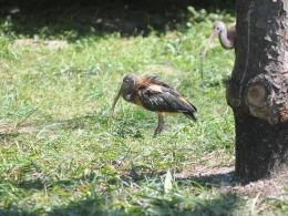 Ptaki z Ameryki Południowej kolejną atrakcją zoo