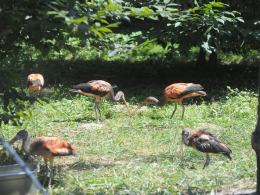 Ptaki z Ameryki Południowej kolejną atrakcją zoo