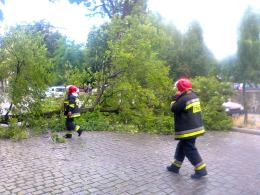 Drzewo spadło na zaparkowane samochody
