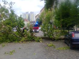 Drzewo spadło na zaparkowane samochody