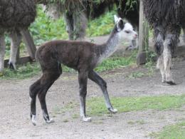 W opolskim zoo przyszła na świat alpaka