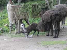 W opolskim zoo przyszła na świat alpaka