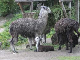 W opolskim zoo przyszła na świat alpaka