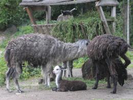 W opolskim zoo przyszła na świat alpaka