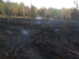 Spłonęło 5 hektarów lasu pod Głubczycami. To było podpalenie.