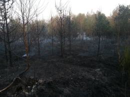 Spłonęło 5 hektarów lasu pod Głubczycami. To było podpalenie.