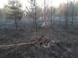 Spłonęło 5 hektarów lasu pod Głubczycami. To było podpalenie.