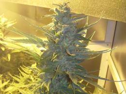 Nielegalna plantacja konopii w Wołczynie zlikwidowana