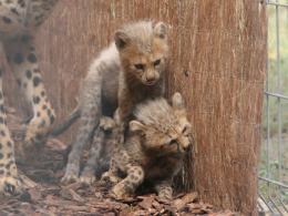W opolskim zoo urodziło się aż 8 gepardów
