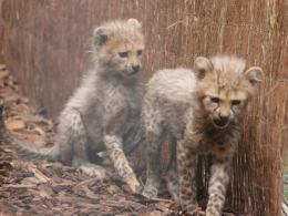 W opolskim zoo urodziło się aż 8 gepardów