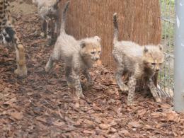 W opolskim zoo urodziło się aż 8 gepardów