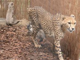 W opolskim zoo urodziło się aż 8 gepardów