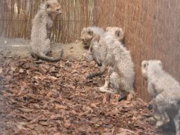 W opolskim zoo urodziło się aż 8 gepardów