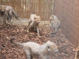 W opolskim zoo urodziło się aż 8 gepardów